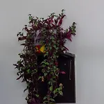 Pink Houdini Appartamento