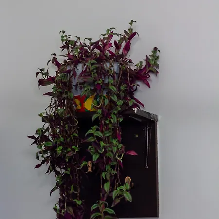 Pink Houdini Apartmán